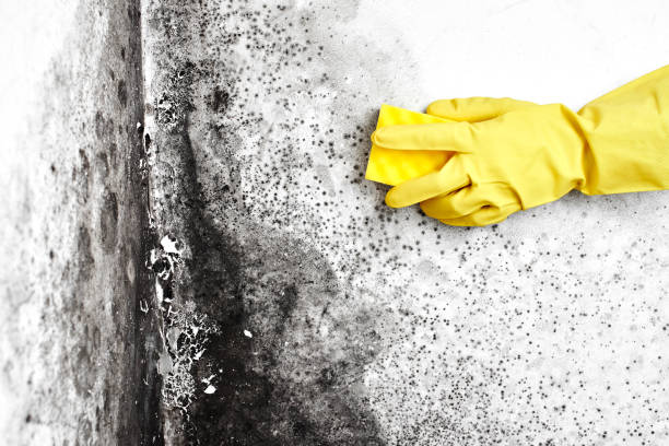Best Black Mold Removal  in Eagle Lake, MN