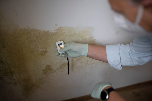 Best Crawl Space Mold Removal  in Eagle Lake, MN