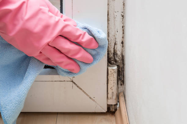 Mold Testing and Removal in Eagle Lake, MN